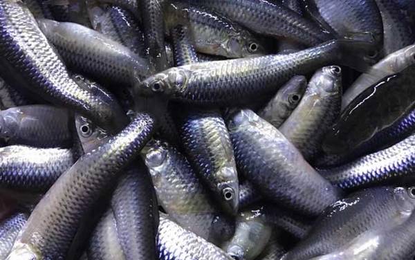 麦穗鱼生长速度快吗?