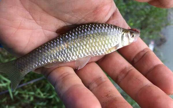 麦穗鱼苗多少钱一尾?