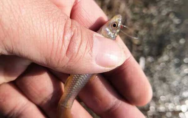 麦穗鱼苗多少钱一尾?