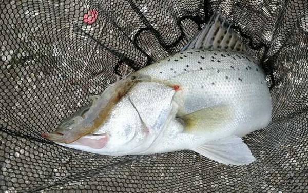 什么鱼吃麦穗鱼?