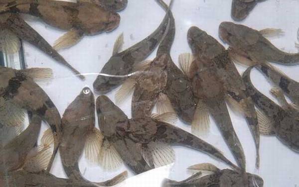 松江鲈鱼是什么鱼?