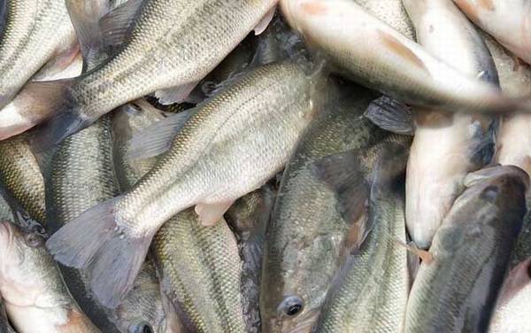 加州鲈鱼是什么鱼?