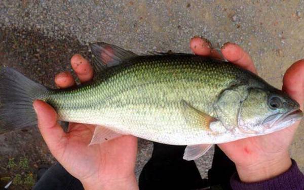 加州鲈鱼是什么鱼?