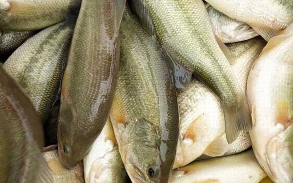 加州鲈鱼是什么鱼?