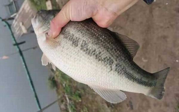 加州鲈鱼是什么鱼?