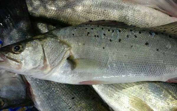 ����۸����Ǯһ�