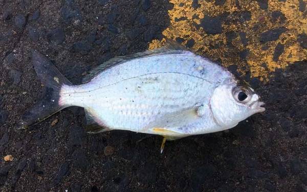 ����۸����Ǯһ�