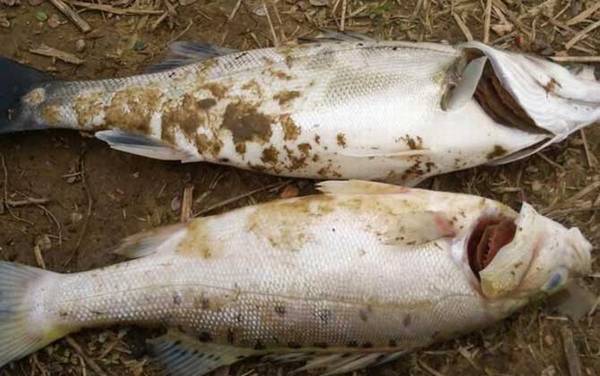 海鲈鱼产地在哪里?