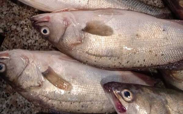 海鲈鱼产地在哪里?