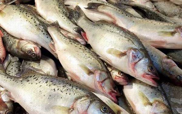 海鲈鱼产地在哪里?