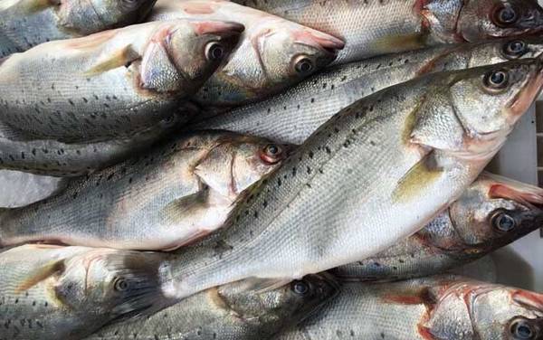 关于鲈鱼的资料有哪些?