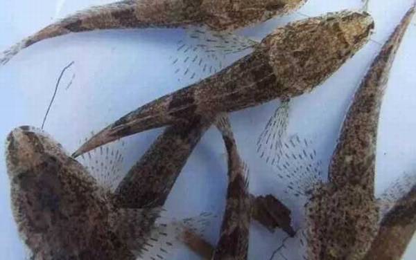 关于鲈鱼的资料有哪些?