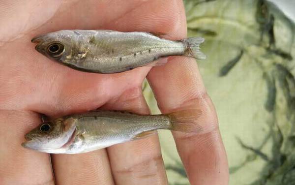 淡水鲈鱼养殖技术及病害防治