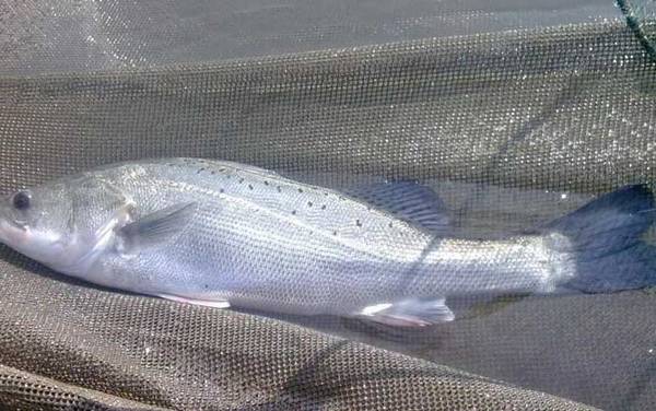 淡水鲈鱼养殖技术及病害防治