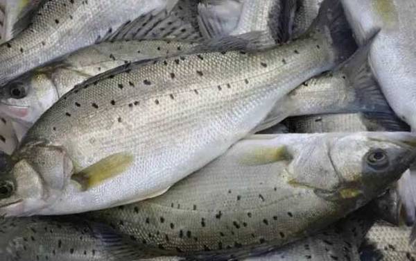 淡水鲈鱼养殖技术及病害防治