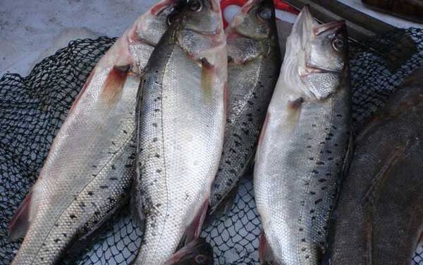 ������۸����Ǯһ�