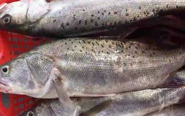 ������۸����Ǯһ�