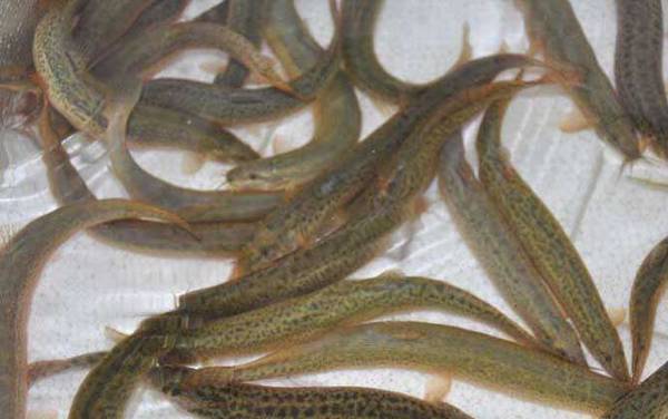 ������ʲô�㣿