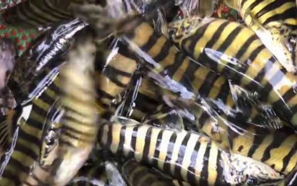 鳅科有哪些种类?