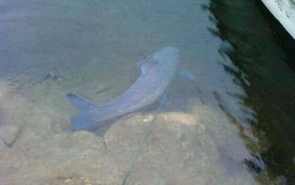 青鱼价格多少钱一斤?