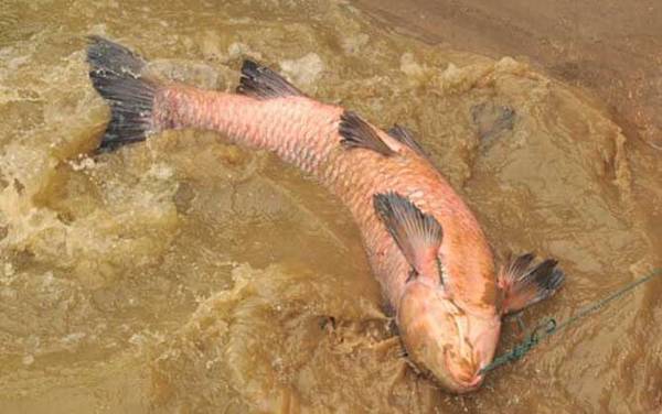 青鱼价格多少钱一斤?