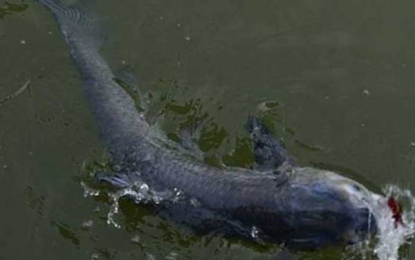 螺蛳青鱼是什么鱼?