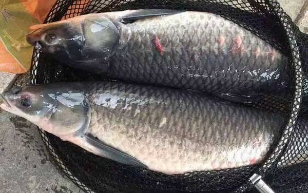 大青鱼是什么鱼?