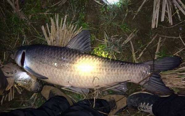 20斤大青鱼多少钱一斤?