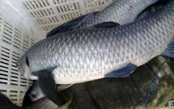 青鱼吃什么长得快?