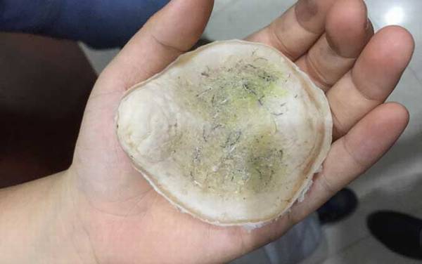 青鱼石是什么东西?