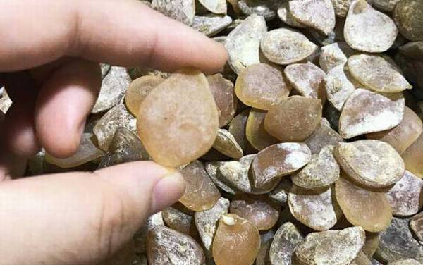 青鱼石是什么东西?