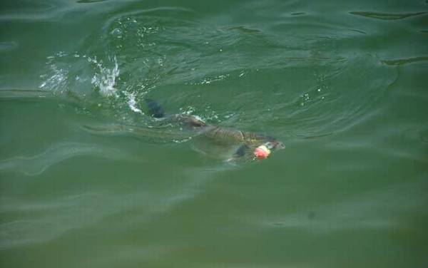 鲢鱼和鲶鱼是同一种鱼吗?