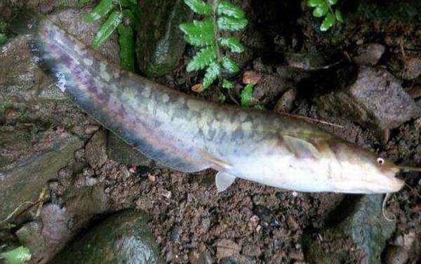 鲢鱼和鲶鱼是同一种鱼吗?