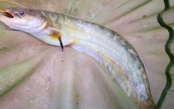 鲢鱼和鲶鱼是同一种鱼吗?