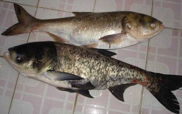 花鲢和鳙鱼一样吗?