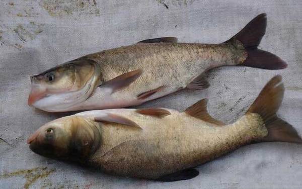 花鲢和胖头鱼有什么区别?