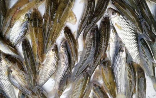 麦穗鱼耐低氧吗?