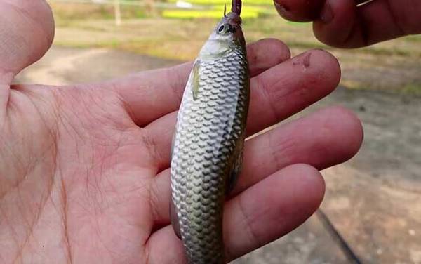 麦穗鱼是底层鱼还是中层鱼?