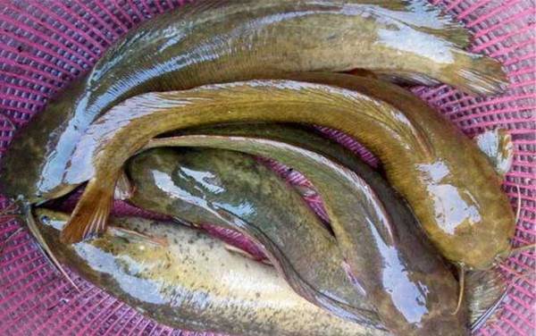 胡子鲶是什么鱼?