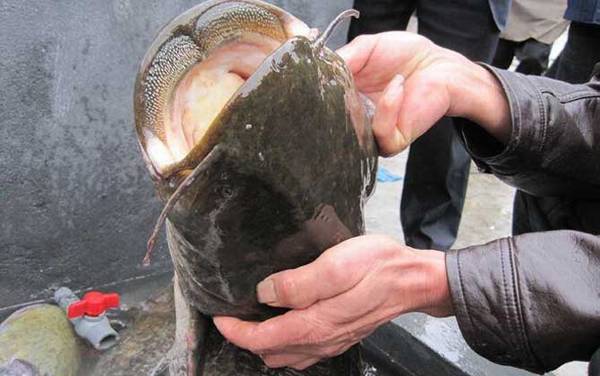 大口鲶鱼价格多少钱一斤?