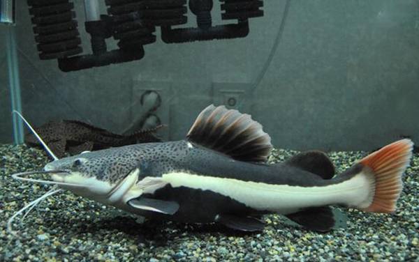 红尾鲶是什么鱼?