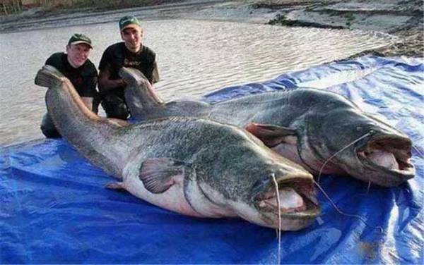 世界上最大的鲶鱼有多大?
