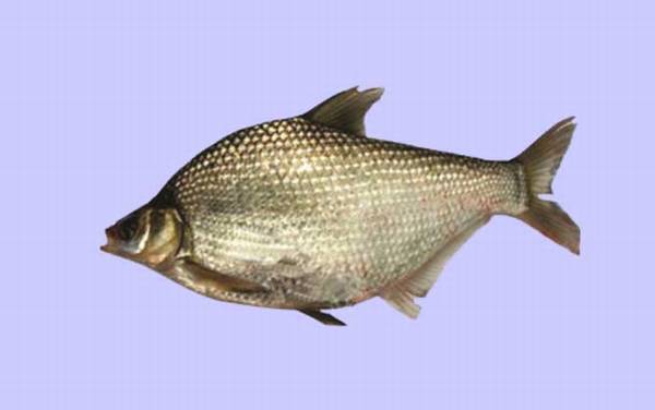 鳊鱼的品种及图片大全