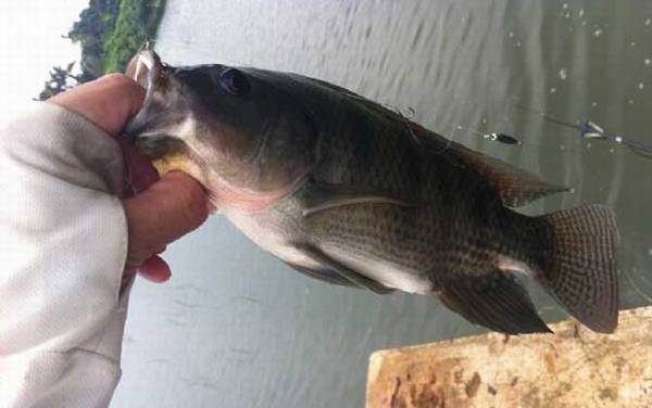 罗非鱼能长多大多重?