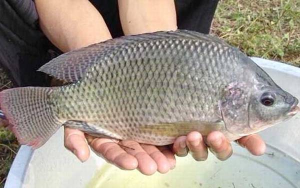 钓鱼人为什么讨厌罗非鱼?