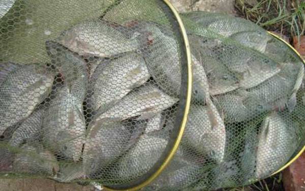 钓鱼人为什么讨厌罗非鱼?