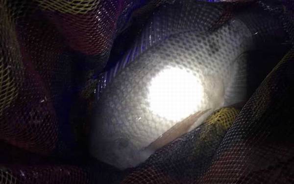 钓鱼人为什么讨厌罗非鱼?