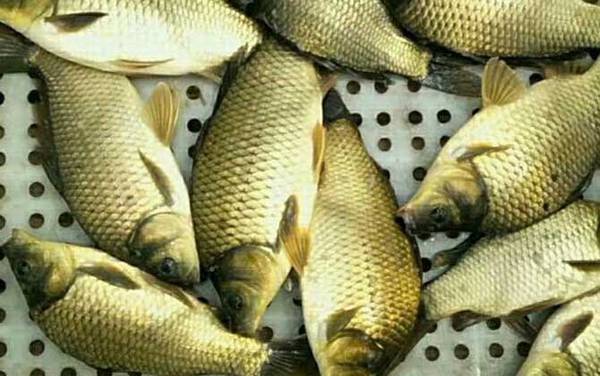 黄金鲫鱼和普通鲫鱼有什么区别?