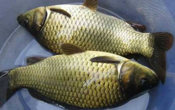 黄金鲫鱼是什么鱼?