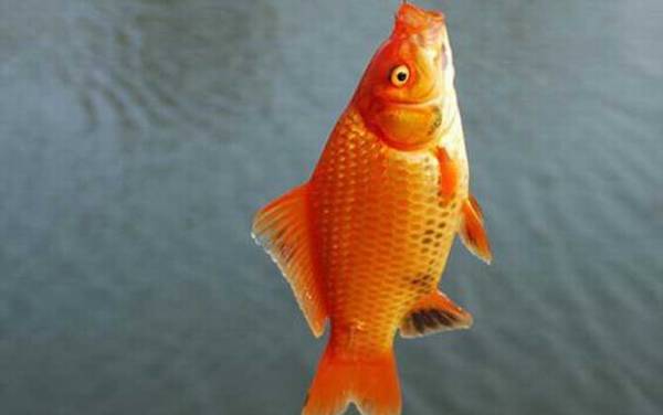 红鲫鱼吃什么东西?